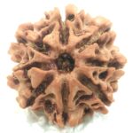8 Mukhi Rudraksha - Nepal