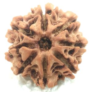 8 Mukhi Rudraksha - Nepal