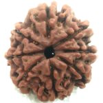 8 Mukhi Rudraksha - Nepal