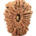 Collector 17 Mukhi Rudraksha - Nepal