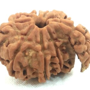 1 Mukhi Savar Rudraksha / Naag Savar Rudraksh