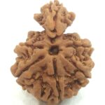 Collector 1 Mukhi Savar Rudraksha / Collector Naag Savar Rudraksh