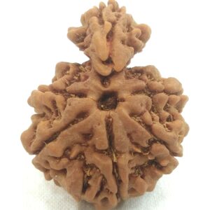 Collector 1 Mukhi Savar Rudraksha / Collector Naag Savar Rudraksh