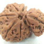 Collector 1 Mukhi Savar Rudraksha / Collector Naag Savar Rudraksh
