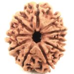 10 Mukhi Rudraksha - Nepal