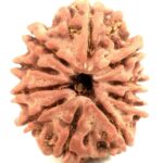 10 Mukhi Rudraksha - Nepal