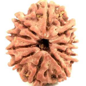 10 Mukhi Rudraksha - Nepal