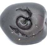 Rama Shaligram / Ekachakra Rama Salagram