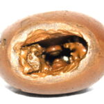 Pitambara Shaligram