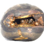 Kapila Yagna Shaligram