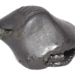 Shimshumara Shaligram