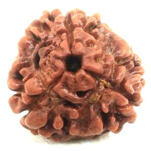 Collector 3 Mukhi Rudraksha - Nepal