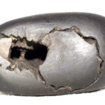 YogaRaja Shaligram