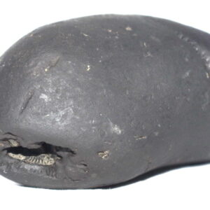 Matsya Shaligram