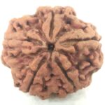 Super Collector 5 Mukhi Rudraksha