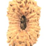 Collector 17 Mukhi Rudraksha