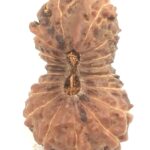 Collector 18 Mukhi Rudraksha