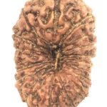 Collector 19 Mukhi Rudraksha