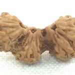 Trijuti Rudraksha