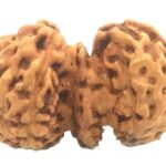 Trijuti Rudraksha - 7 Mukhi - 15.42 mm - Java