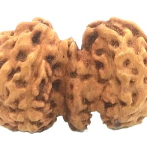 Trijuti Rudraksha - 7 Mukhi - 15.42 mm - Java