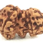Trijuti Rudraksha
