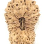 Super Collector 20 Mukhi Rudraksha