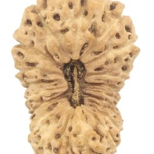 Super Collector 20 Mukhi Rudraksha - 27.87 mm - Java