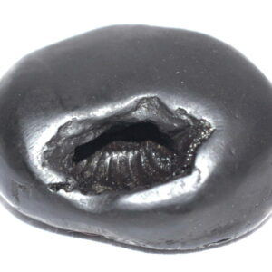 Shesha Shaligram