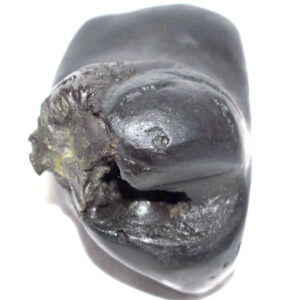 Kurma Shaligram