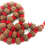 9 Mukhi Rudraksha Kantha - Rare Collector Size - Java