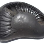 Matsya Shaligram