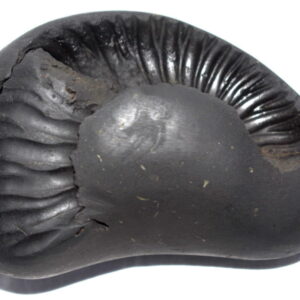 Matsya Shaligram