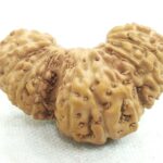 Collector Trijuti Rudraksha