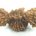 Collector Trijuti Rudraksha