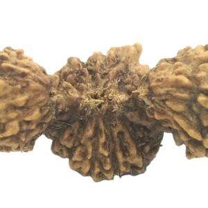 Trijuti Rudraksha - Collector - 24 Mukhi - 20.10 mm - Java