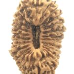 Collector 26 Mukhi Rudraksha
