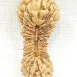 30 Mukhi Rudraksha
