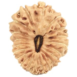 20 Mukhi Rudraksha - 15.29 mm - Java