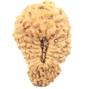 20 Mukhi Rudraksha - 15.20 mm - Java