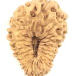 Collector 20 Mukhi Rudraksha