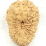 Collector 19 Mukhi Rudraksha
