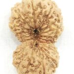 Rare Collector 19 Mukhi Rudraksha