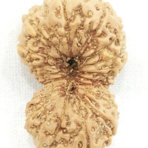 Rare Collector 19 Mukhi Rudraksha