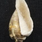 Heera Shankh