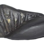 Shesha Shaligram