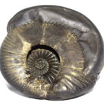 Adwaitya Golden Surya Sudarshan Kamal Laxmi Dhanvantari Shaligram