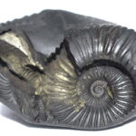 Laxmi Sudarshan Shaligram
