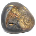 Achyuta Shaligram
