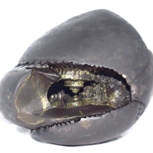Varaha Shaligram / AnkushaKara Bhu Varaha Salagram